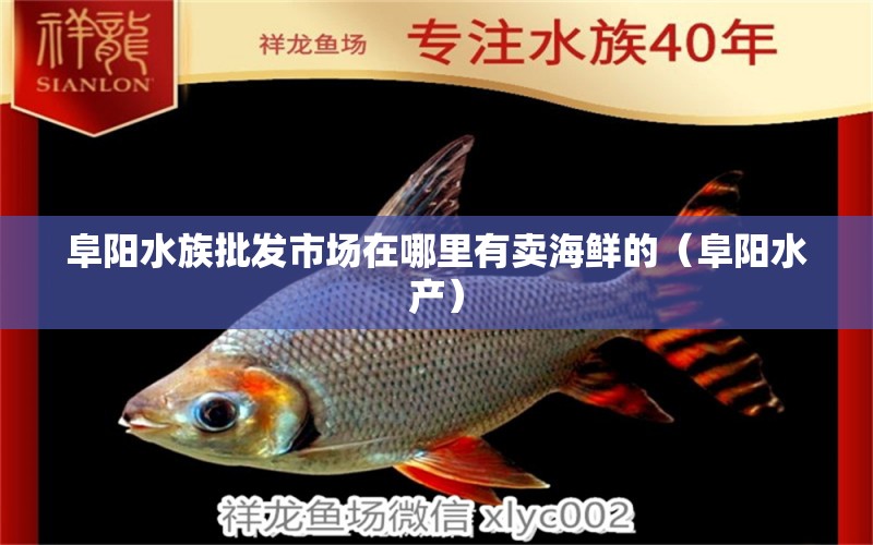 阜陽水族批發(fā)市場(chǎng)在哪里有賣海鮮的（阜陽水產(chǎn)） 觀賞魚水族批發(fā)市場(chǎng)