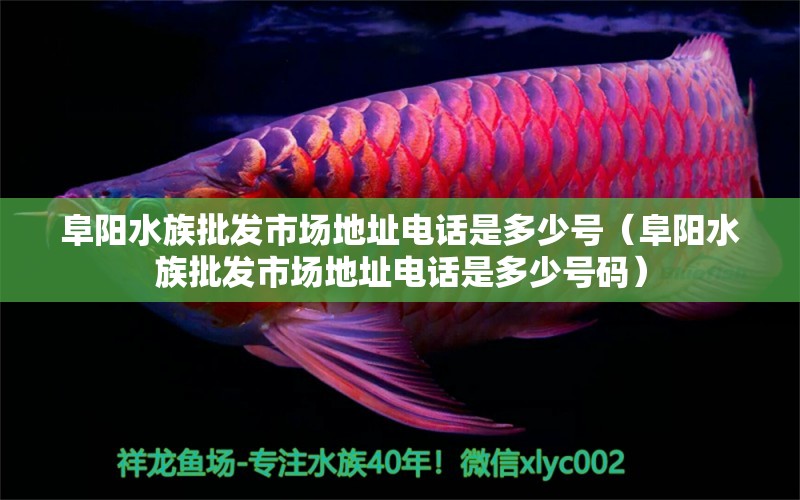 阜陽水族批發(fā)市場地址電話是多少號（阜陽水族批發(fā)市場地址電話是多少號碼） 觀賞魚水族批發(fā)市場