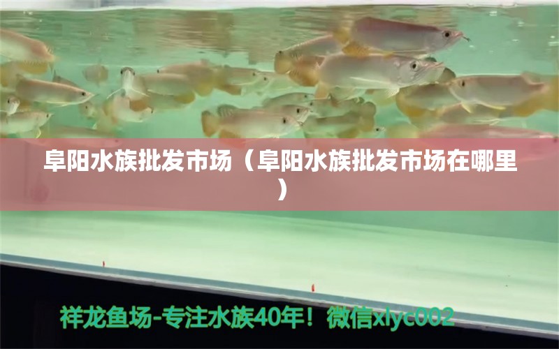 阜陽(yáng)水族批發(fā)市場(chǎng)（阜陽(yáng)水族批發(fā)市場(chǎng)在哪里） 觀賞魚水族批發(fā)市場(chǎng)