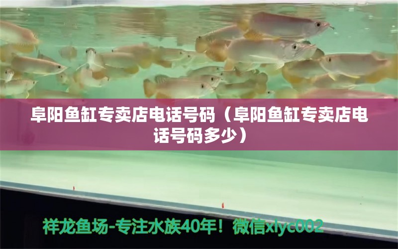 阜陽魚缸專賣店電話號碼（阜陽魚缸專賣店電話號碼多少）