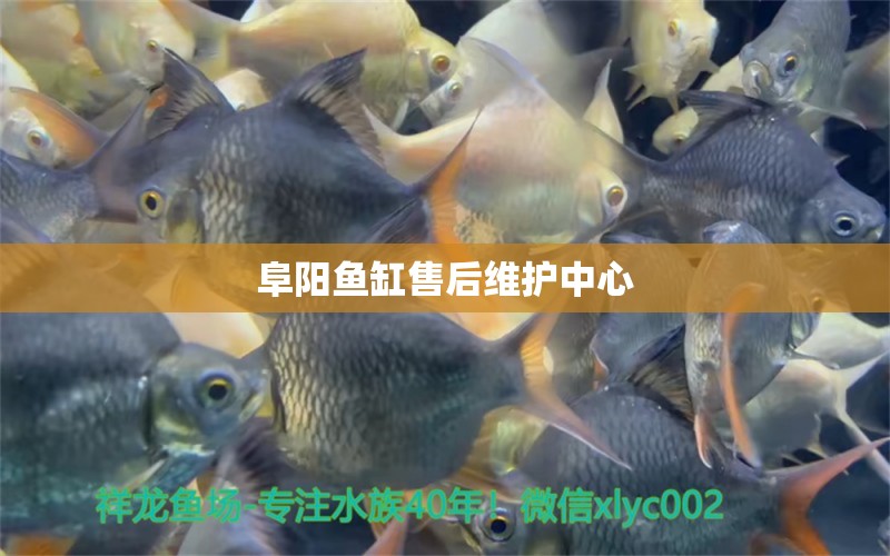 阜陽魚缸售后維護(hù)中心