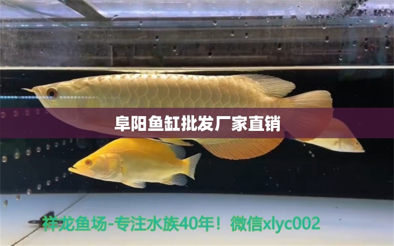 阜陽魚缸批發(fā)廠家直銷