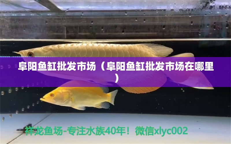 阜陽(yáng)魚(yú)缸批發(fā)市場(chǎng)（阜陽(yáng)魚(yú)缸批發(fā)市場(chǎng)在哪里） 觀賞魚(yú)水族批發(fā)市場(chǎng)