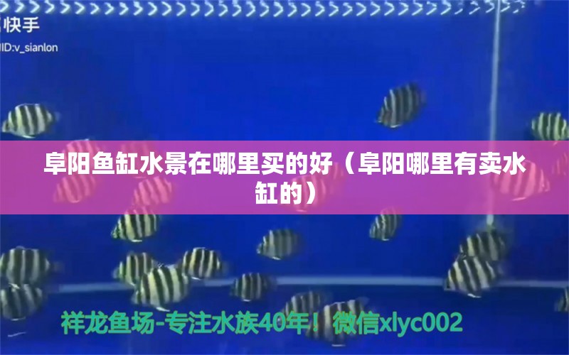 阜陽魚缸水景在哪里買的好（阜陽哪里有賣水缸的）