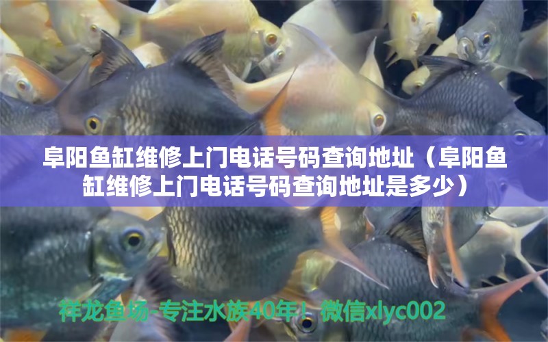 阜陽魚缸維修上門電話號碼查詢地址（阜陽魚缸維修上門電話號碼查詢地址是多少） 祥龍水族醫(yī)院