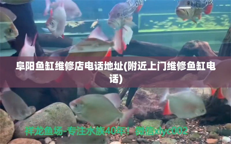 阜陽(yáng)魚(yú)缸維修店電話地址(附近上門維修魚(yú)缸電話) 蝴蝶鯉