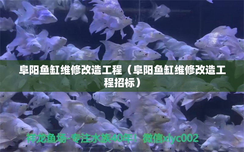 阜陽魚缸維修改造工程（阜陽魚缸維修改造工程招標）