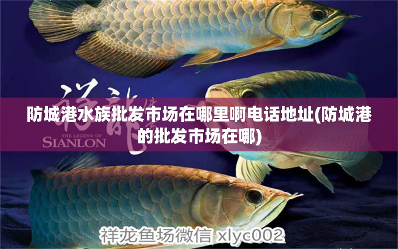 防城港水族批發(fā)市場在哪里啊電話地址(防城港的批發(fā)市場在哪) 觀賞魚水族批發(fā)市場