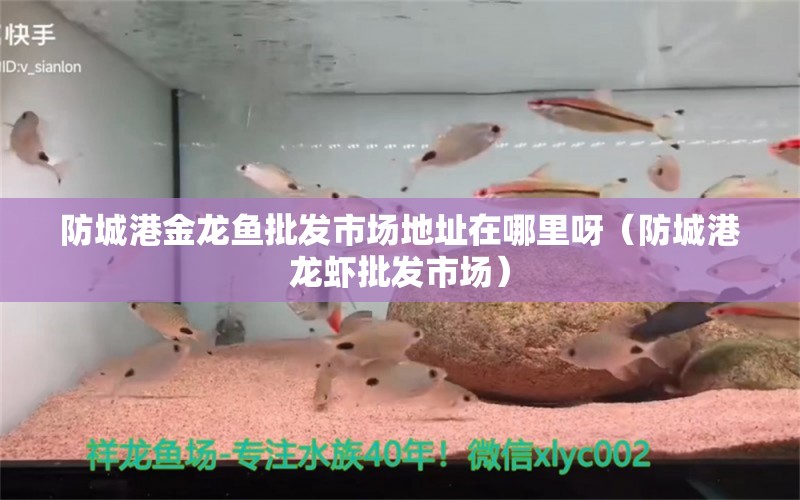 防城港金龍魚批發(fā)市場地址在哪里呀（防城港龍蝦批發(fā)市場）