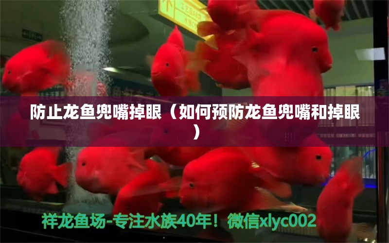 防止龍魚兜嘴掉眼（如何預(yù)防龍魚兜嘴和掉眼）