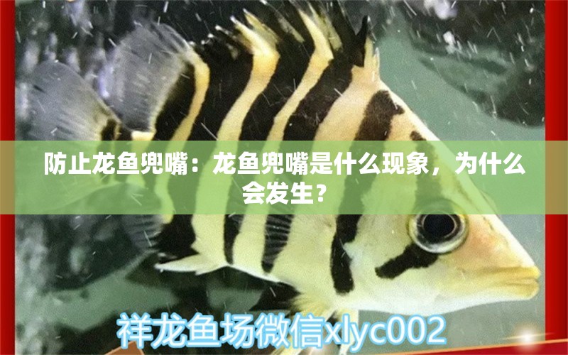 防止龍魚兜嘴：龍魚兜嘴是什么現(xiàn)象，為什么會發(fā)生？ 水族問答 第2張