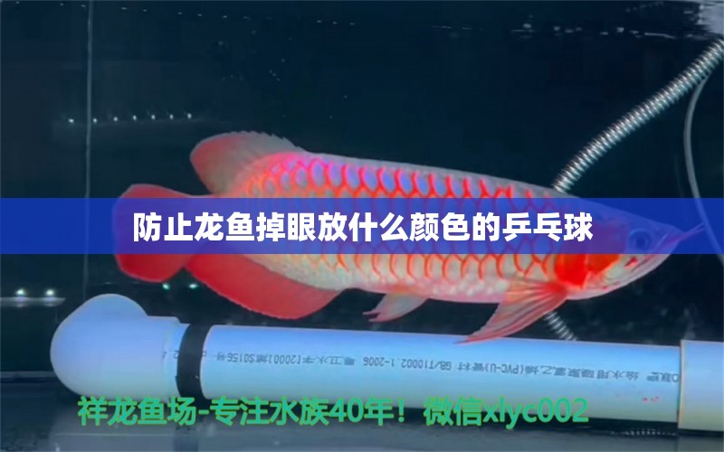 防止龍魚掉眼放什么顏色的乒乓球 水族問答 第2張