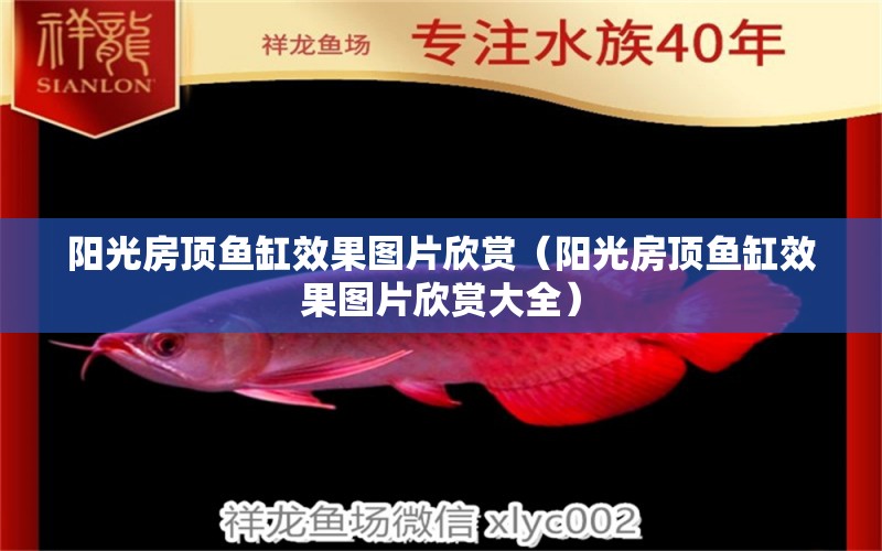 陽(yáng)光房頂魚(yú)缸效果圖片欣賞（陽(yáng)光房頂魚(yú)缸效果圖片欣賞大全）