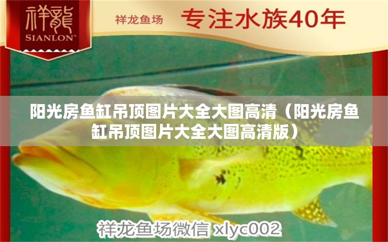 陽光房魚缸吊頂圖片大全大圖高清（陽光房魚缸吊頂圖片大全大圖高清版）