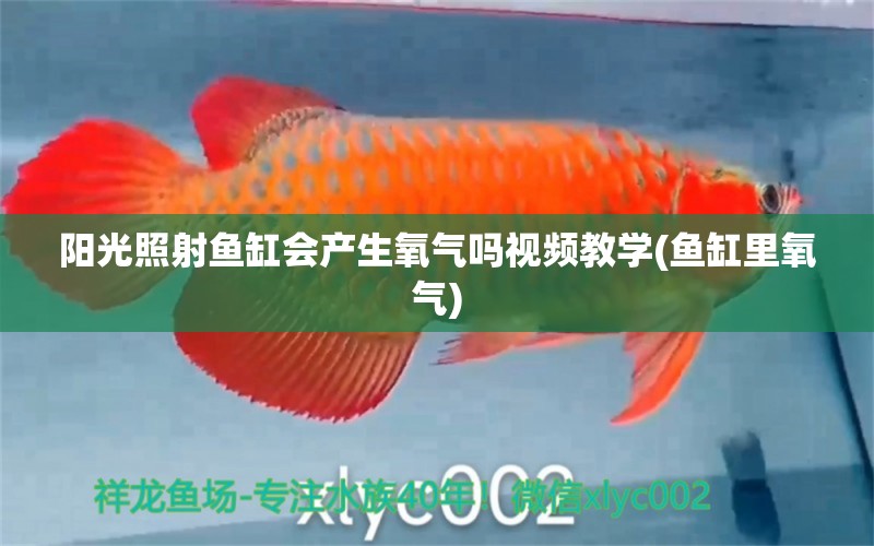 陽光照射魚缸會產(chǎn)生氧氣嗎視頻教學(xué)(魚缸里氧氣) 印尼四紋虎