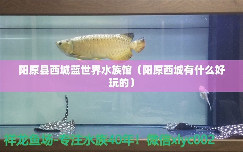 陽(yáng)原縣西城藍(lán)世界水族館（陽(yáng)原西城有什么好玩的） 全國(guó)水族館企業(yè)名錄