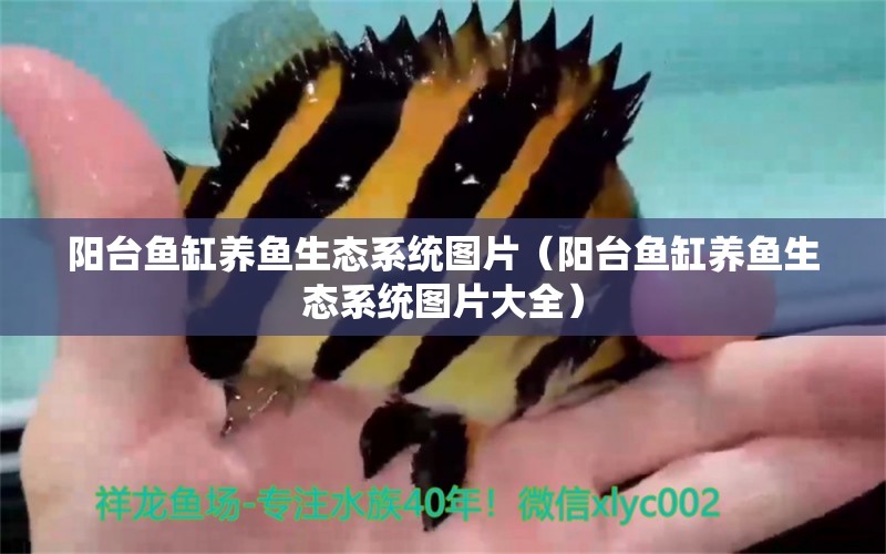 陽臺魚缸養(yǎng)魚生態(tài)系統(tǒng)圖片（陽臺魚缸養(yǎng)魚生態(tài)系統(tǒng)圖片大全）