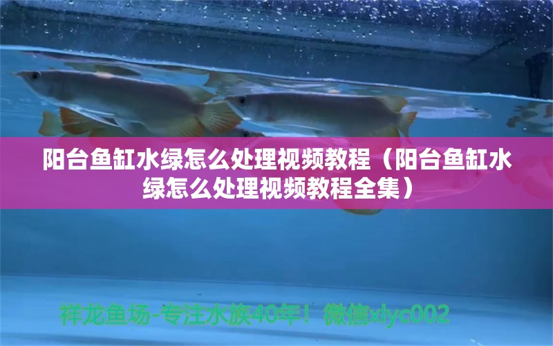 陽臺魚缸水綠怎么處理視頻教程（陽臺魚缸水綠怎么處理視頻教程全集）