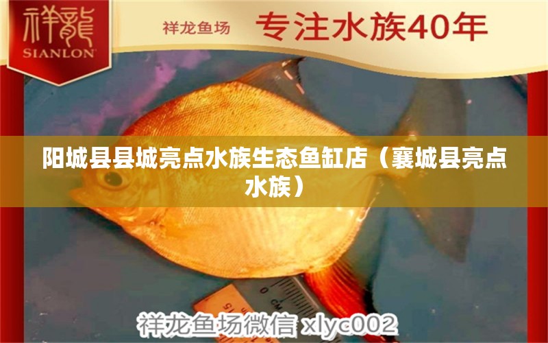 陽(yáng)城縣縣城亮點(diǎn)水族生態(tài)魚缸店（襄城縣亮點(diǎn)水族）