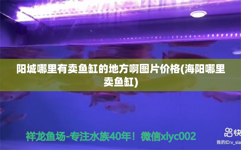 陽城哪里有賣魚缸的地方啊圖片價格(海陽哪里賣魚缸) 定時器/自控系統(tǒng)