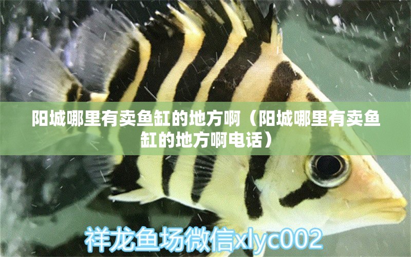 陽(yáng)城哪里有賣(mài)魚(yú)缸的地方?。?yáng)城哪里有賣(mài)魚(yú)缸的地方啊電話） 斑馬狗頭魚(yú)