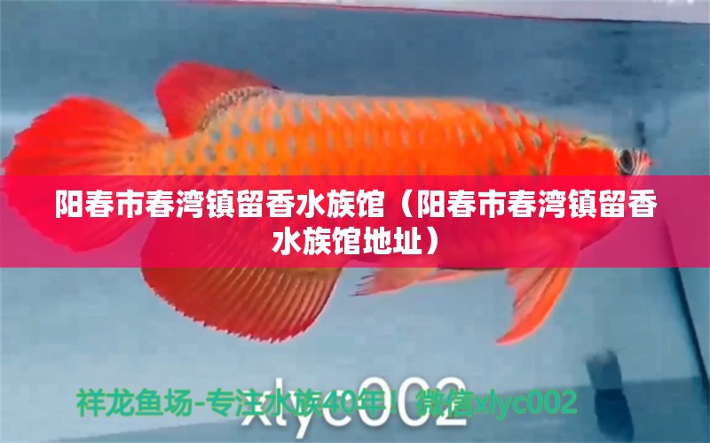 陽春市春灣鎮(zhèn)留香水族館（陽春市春灣鎮(zhèn)留香水族館地址）