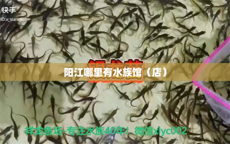 陽江哪里有水族館（店） 觀賞魚水族批發(fā)市場