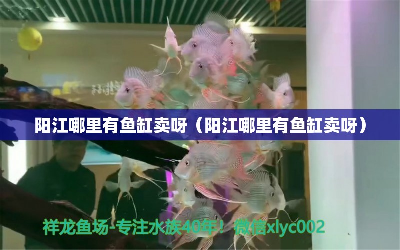 陽江哪里有魚缸賣呀（陽江哪里有魚缸賣呀） 其他品牌魚缸