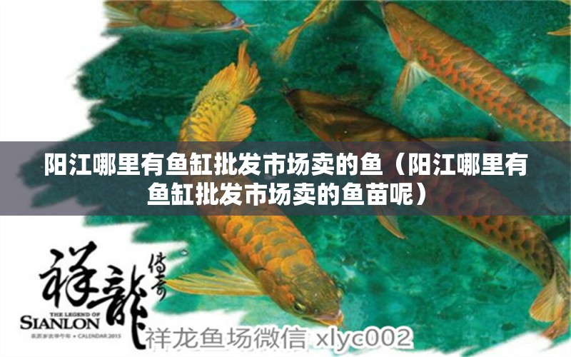 陽江哪里有魚缸批發(fā)市場賣的魚（陽江哪里有魚缸批發(fā)市場賣的魚苗呢）