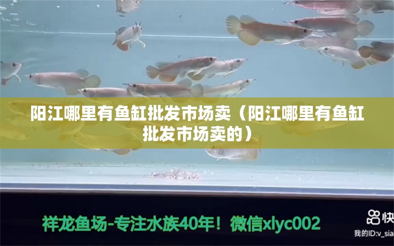 陽江哪里有魚缸批發(fā)市場賣（陽江哪里有魚缸批發(fā)市場賣的） 鴨嘴鯊魚