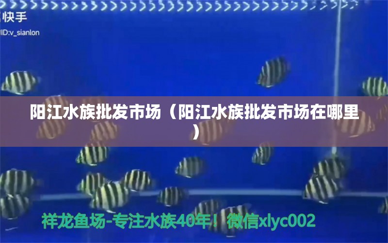 陽(yáng)江水族批發(fā)市場(chǎng)（陽(yáng)江水族批發(fā)市場(chǎng)在哪里）