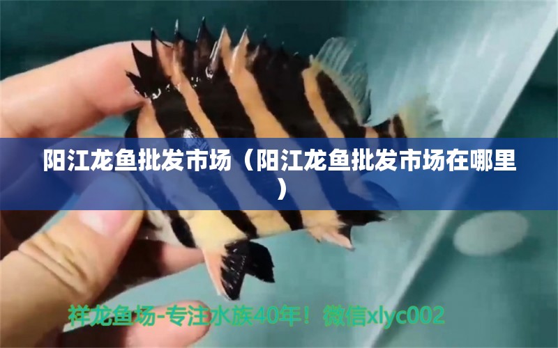 陽江龍魚批發(fā)市場（陽江龍魚批發(fā)市場在哪里） 龍魚批發(fā)