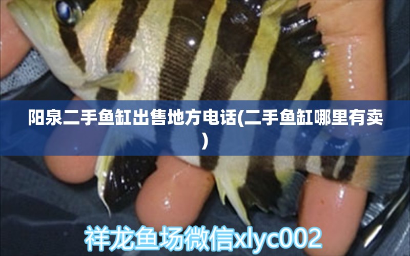 陽泉二手魚缸出售地方電話(二手魚缸哪里有賣) 大白鯊魚