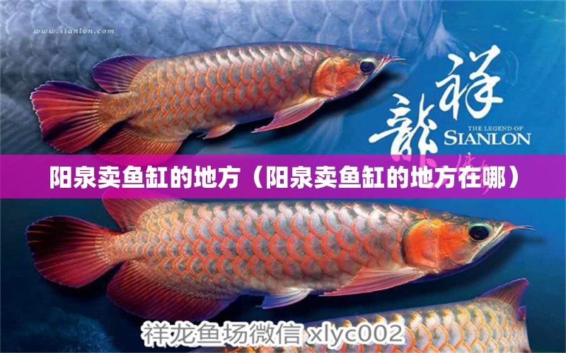 陽(yáng)泉賣(mài)魚(yú)缸的地方（陽(yáng)泉賣(mài)魚(yú)缸的地方在哪）