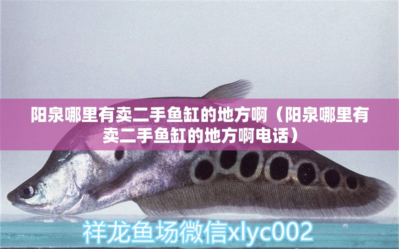 陽泉哪里有賣二手魚缸的地方啊（陽泉哪里有賣二手魚缸的地方啊電話） 短身紅龍魚