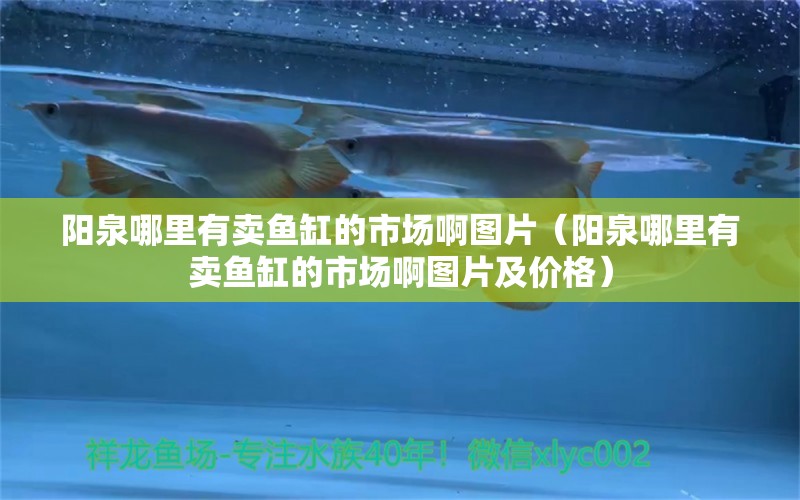 陽泉哪里有賣魚缸的市場啊圖片（陽泉哪里有賣魚缸的市場啊圖片及價格） 眼斑魚