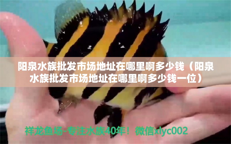 陽泉水族批發(fā)市場地址在哪里啊多少錢（陽泉水族批發(fā)市場地址在哪里啊多少錢一位） 觀賞魚水族批發(fā)市場