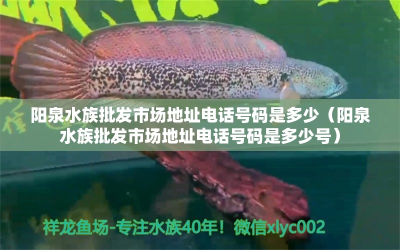 陽泉水族批發(fā)市場地址電話號碼是多少（陽泉水族批發(fā)市場地址電話號碼是多少號） 觀賞魚水族批發(fā)市場