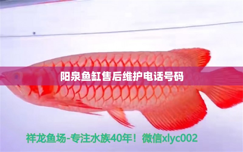 陽泉魚缸售后維護電話號碼