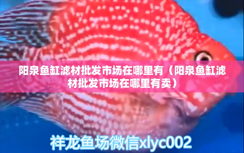 陽泉魚缸濾材批發(fā)市場在哪里有（陽泉魚缸濾材批發(fā)市場在哪里有賣） 觀賞魚市場（混養(yǎng)魚）