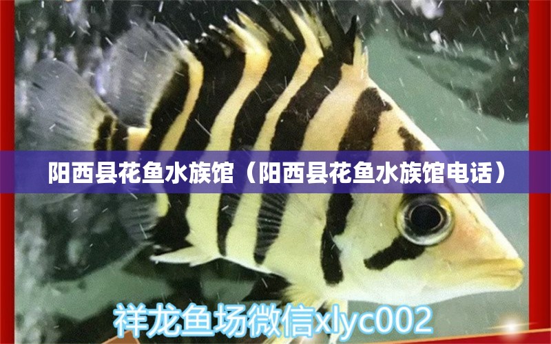 陽(yáng)西縣花魚(yú)水族館（陽(yáng)西縣花魚(yú)水族館電話）