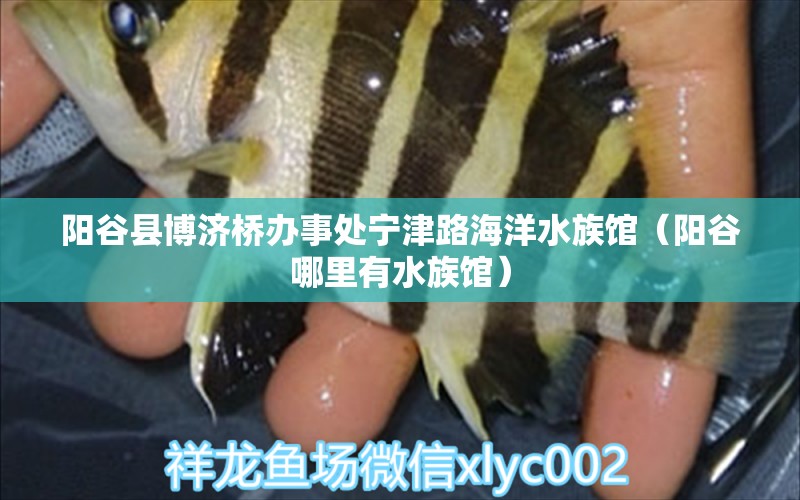 陽(yáng)谷縣博濟(jì)橋辦事處寧津路海洋水族館（陽(yáng)谷哪里有水族館） 全國(guó)水族館企業(yè)名錄