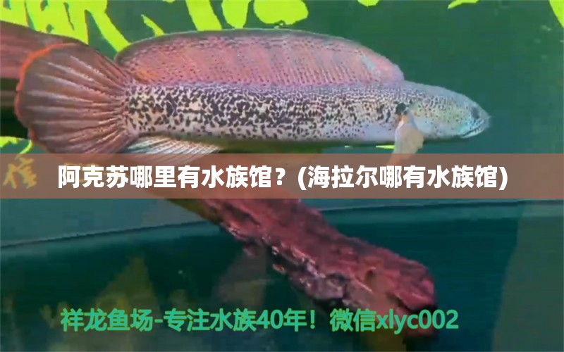 阿克蘇哪里有水族館？(海拉爾哪有水族館) 白子銀版魚(yú)