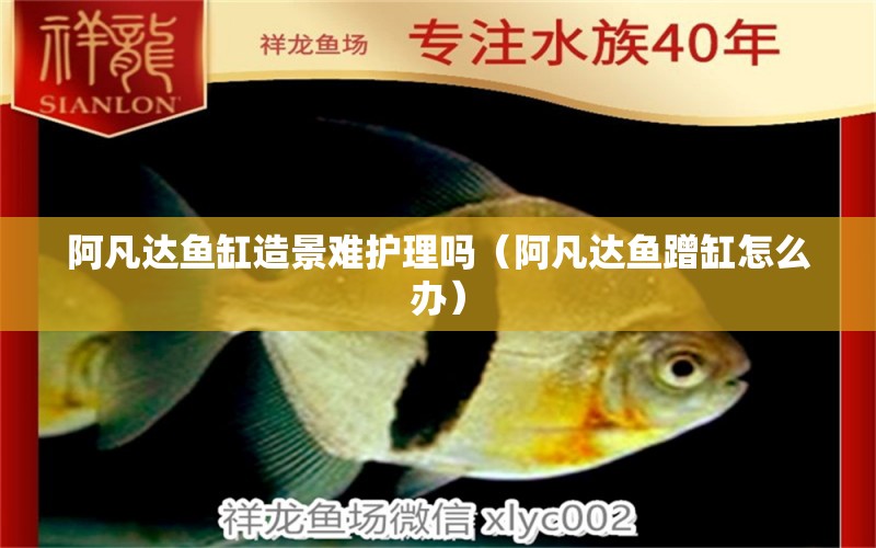 阿凡達魚缸造景難護理嗎（阿凡達魚蹭缸怎么辦）