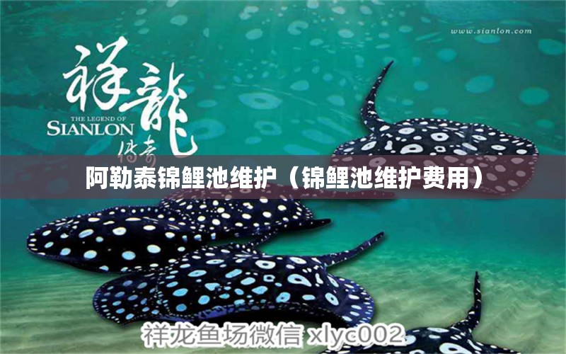 阿勒泰錦鯉池維護(hù)（錦鯉池維護(hù)費用） 祥龍水族醫(yī)院