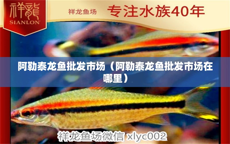 阿勒泰龍魚批發(fā)市場(chǎng)（阿勒泰龍魚批發(fā)市場(chǎng)在哪里） 龍魚批發(fā)