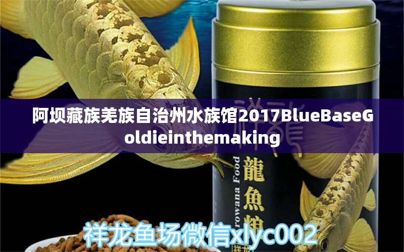 阿壩藏族羌族自治州水族館2017BlueBaseGoldieinthemaking 皇冠黑白魟魚