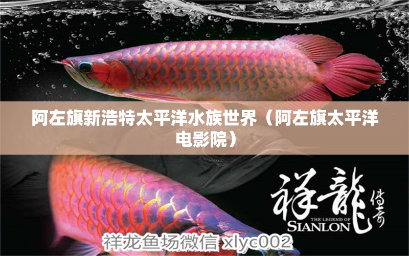 阿左旗新浩特太平洋水族世界（阿左旗太平洋電影院） 全國(guó)水族館企業(yè)名錄