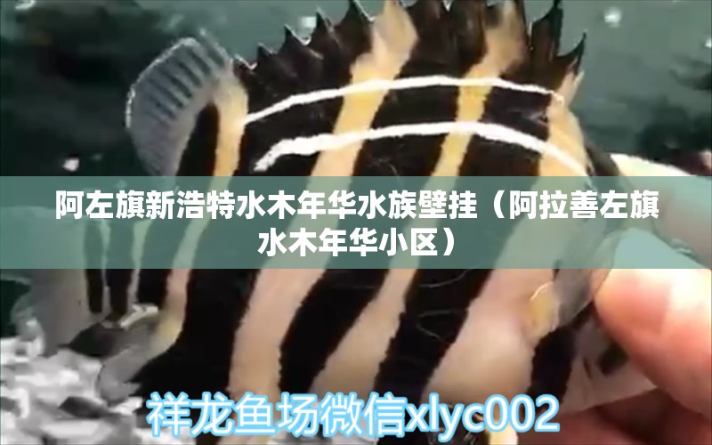 阿左旗新浩特水木年華水族壁掛（阿拉善左旗水木年華小區(qū)） 全國(guó)水族館企業(yè)名錄