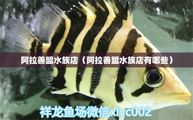 阿拉善盟水族店（阿拉善盟水族店有哪些）